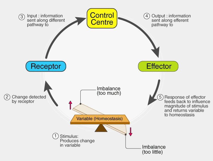 Diagram explaining hormone regulation and homeostasis