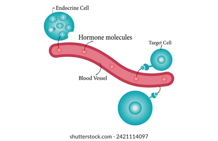 Molecular structure representing hormone signaling molecules